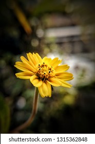 Yellow Flower patterns