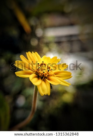 Yellow Flower patterns