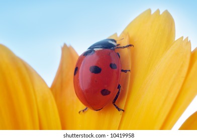 yellow flower petal with ladybug under blue sky