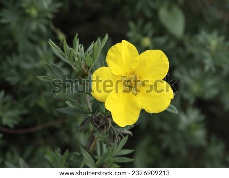 YELLOW FLOWER OF POTENTILLA FRUTICOSE-GOLDEN HARDHACK  PLANT,CLOSE UP