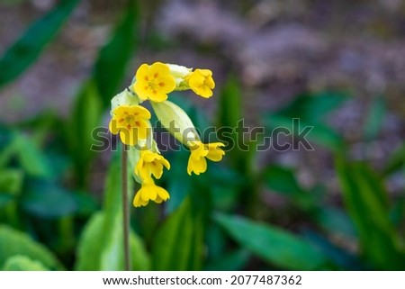 Yellow flower Primula veris, or cowslip primrose in summer, close up and selective focus against green background