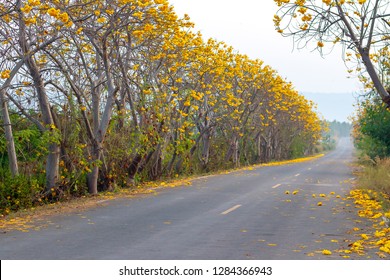 Yellow Flower Road,Yellow Silk Cotton Tree At Noen Maprang Phitsanulok Thailand.
