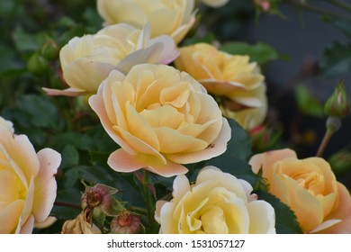 Yellow flower | Rose | Close up shot - Shutterstock ID 1531057127