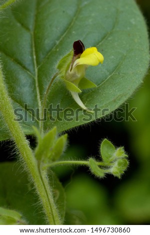 Yellow flower of Round Leaved Fluellen