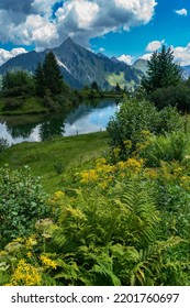 yellow flower with the scientific name: senecio ovatus or Asteracea, named fox groundsel, daisy family, on the shore of Staffelalp lake above Great Walser Valley, mirroring water with tree, mountain - Shutterstock ID 2201760697
