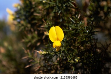 The yellow flower of a shrub stands out against the dark green color of its leaves.
