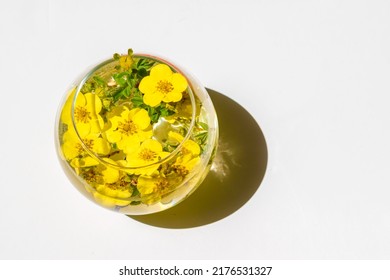 Yellow flower of shrubby lapchatka ,Potentilla fruticosa, in a vase of water. medicinal plant. Top view for branding of medicine or cosmetics.Hard shadows on a white background - Shutterstock ID 2176531327