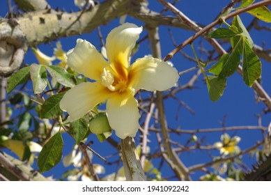 Floss Silk Tree Yellow Flower Images Stock Photos Vectors Shutterstock