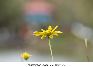 yellow flower with spider web - Powered by Shutterstock