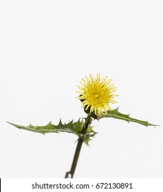 Yellow Flower Of Spiny Sowthistle