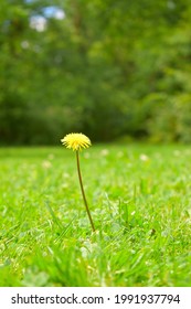 Yellow Flower Standing Alone In A Grass Field