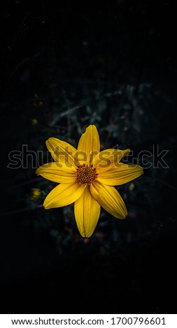 ein Makro einer isolierten gelben Blüte von Helianthus tuberosus