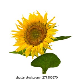 Yellow flower sunflower with leaves on a white background 