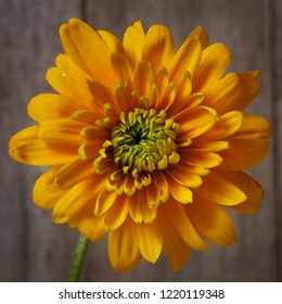 Yellow Flower Terry Coneflowers On The Background Of A Textural Old Board.