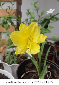 A yellow flower in a tiny yard