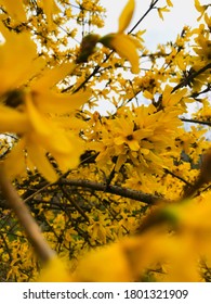 Yellow Flower Tree In My Garden Pt.2