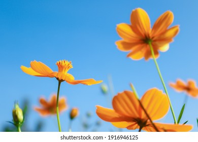 yellow flower under blue sky
flower cosos under blue sky for wallpaper background, etc