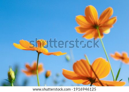 yellow flower under blue sky
flower cosmos under blue sky for wallpaper background, etc