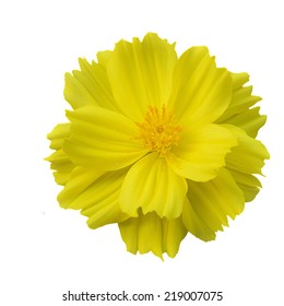 Image result for flowers against white background