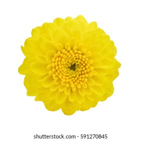 Yellow Flower(dahlia) Isolated On White Background