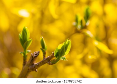 Forsythia Suspensa Hd Stock Images Shutterstock