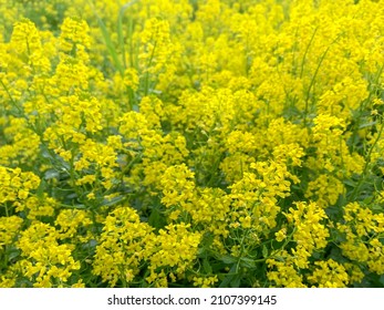 Yellow Flowering Barbarea Vulgaris or Yellow Rocket