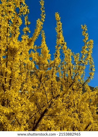 Similar – Golden Spring Colour photo