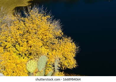 Yellow Flowering Bush Cactus Next To Montuzema Well Verde Valley Arizona