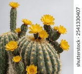 The Yellow Flowering Cactus is a striking desert plant featuring vibrant, sun-yellow blooms atop its spiky green body. It thrives in arid environments, adding bold color.