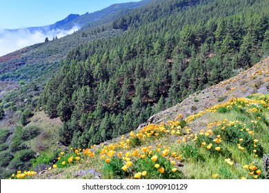 Yellow Flowering California Poppy And Pine Tree Forest