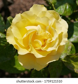 Yellow Flowering English Rose Bush Named Doris Day 