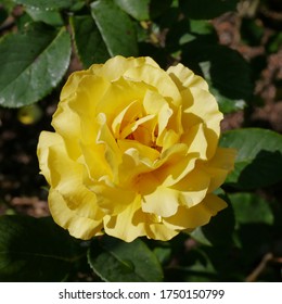 Yellow Flowering English Rose Named Princess Alice