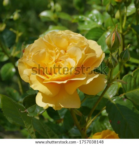 Yellow Flowering English Rose Named Absolutely Fabulous