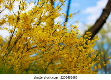 Yellow flowering Forsythia bush in spring. Selective focus. Background with copy space for text or inscription