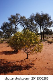 Yellow Flowering Gum Tree Throws A Shadow 