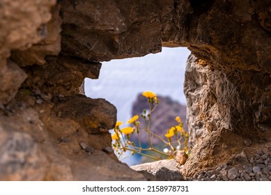 Yellow Flowering Plant Seen Through Rock Formation. Beautiful Flowers On Cliff At Island. Focus Is On Rocky Window.