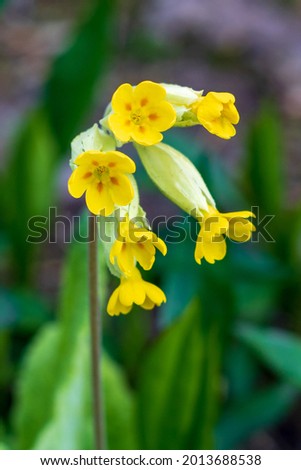 Yellow flowering Primula veris, or cowslip primrose in summer, close up and selective focus against green background