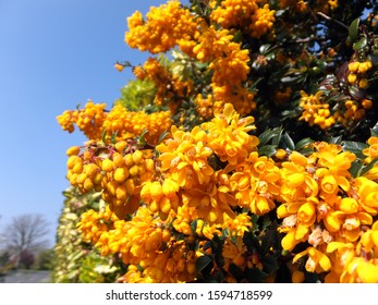 Yellow Flowering Spiky Bush Mahonia Aquifolium Stock Photo (Edit Now ...