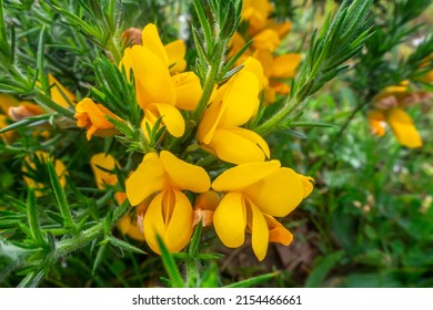 Yellow Flowering Thorny Bush Ulex