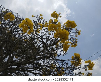 Yellow flowering tree on clear sky background. - Powered by Shutterstock