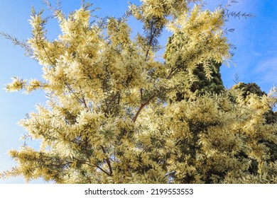 Yellow Flowering Wattle (acacia) Against Blue Sky