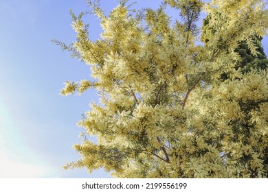 Yellow Flowering Wattle (acacia) Against Clear Blue Sky