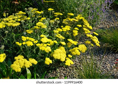 Yellow Flowers Of Achillea Moonshine Yarrow Plant