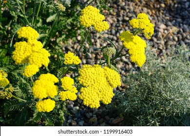 Yellow Flowers Of Achillea Moonshine Yarrow Plant