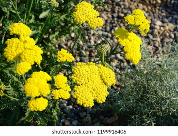 Yellow Flowers Of Achillea Moonshine Yarrow Plant