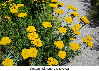 Yellow Flowers Of Achillea Moonshine Yarrow Plant