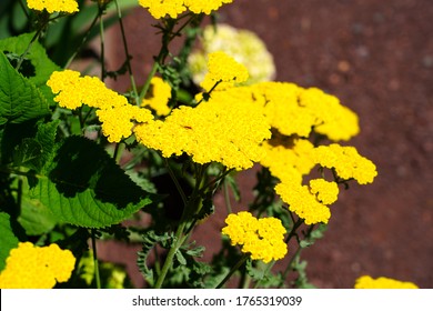 Yellow Flowers Of Achillea Moonshine Yarrow Plant