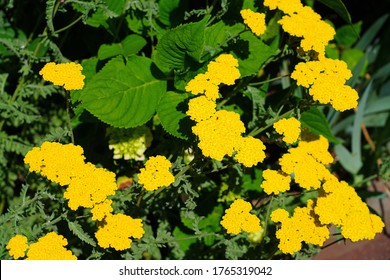 Yellow Flowers Of Achillea Moonshine Yarrow Plant