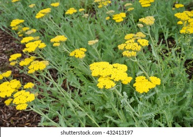 Yellow Flowers Of The Achillea Moonshine Yarrow