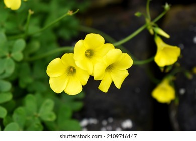 Yellow flowers of African woodsorrel (Oxalis pes-caprae, Drooping wood-sorrel, Large yellow soursob, Bermuda buttercup) in blurry background of foliage and black lava sand in Lanzarote, Canary islands